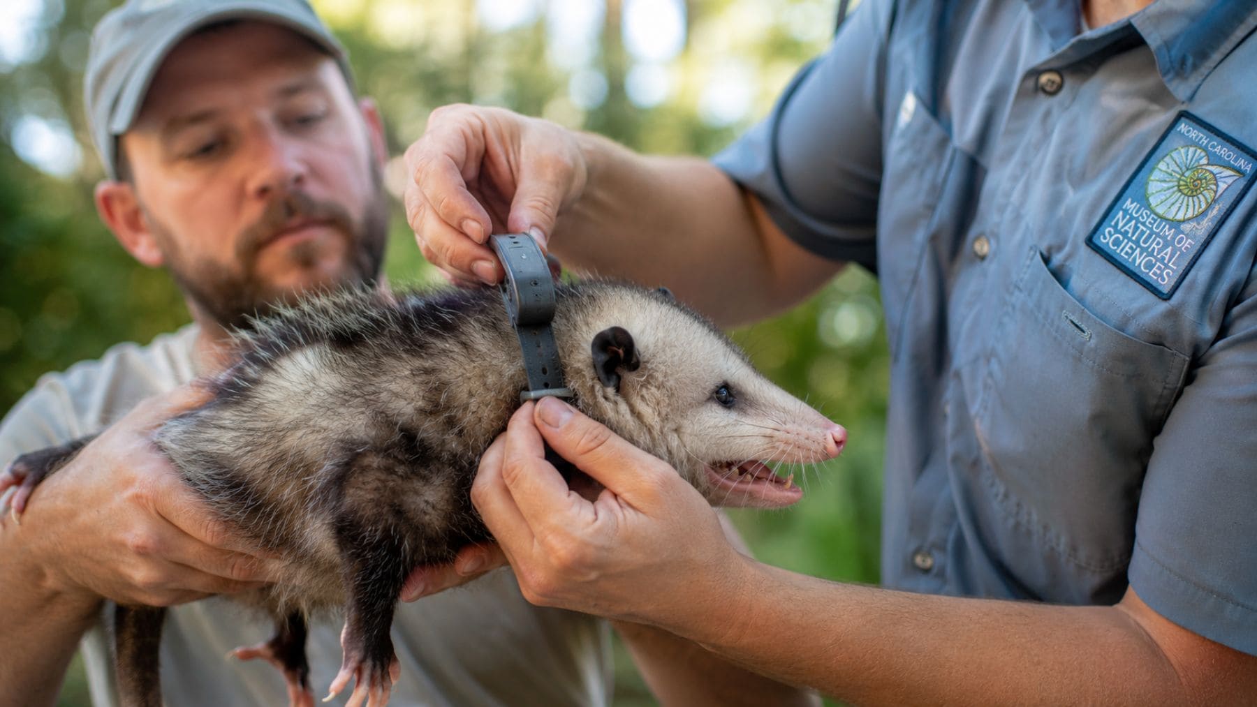 Biólogos colocan un collar de rastreo a una zarigüeya para localizar pitones birmanas invasoras en Florida