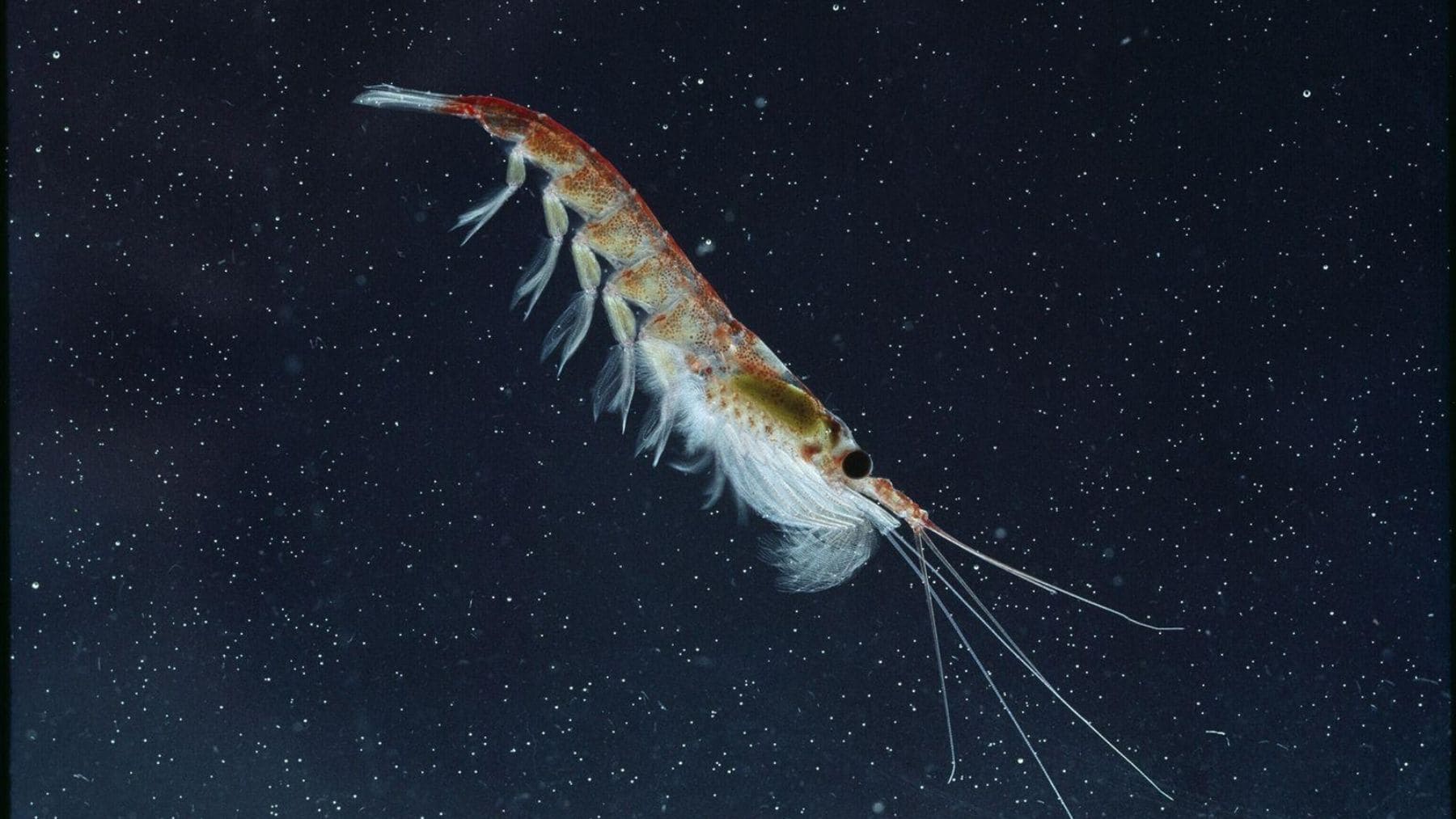 Krill, un organismo del zooplancton clave para la cadena alimentaria marina, fotografiado en aguas oceánicas.
