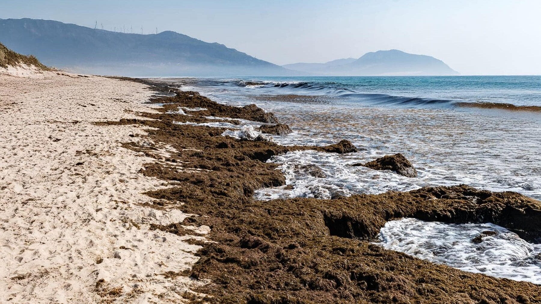 El alga invasora Rugulopteryx okamurae sigue expandiéndose por las costas de España
