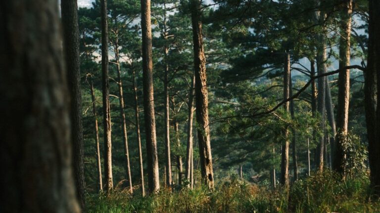 Los bosques reclaman un papel protagonista en la Agenda 2030 de la ONU