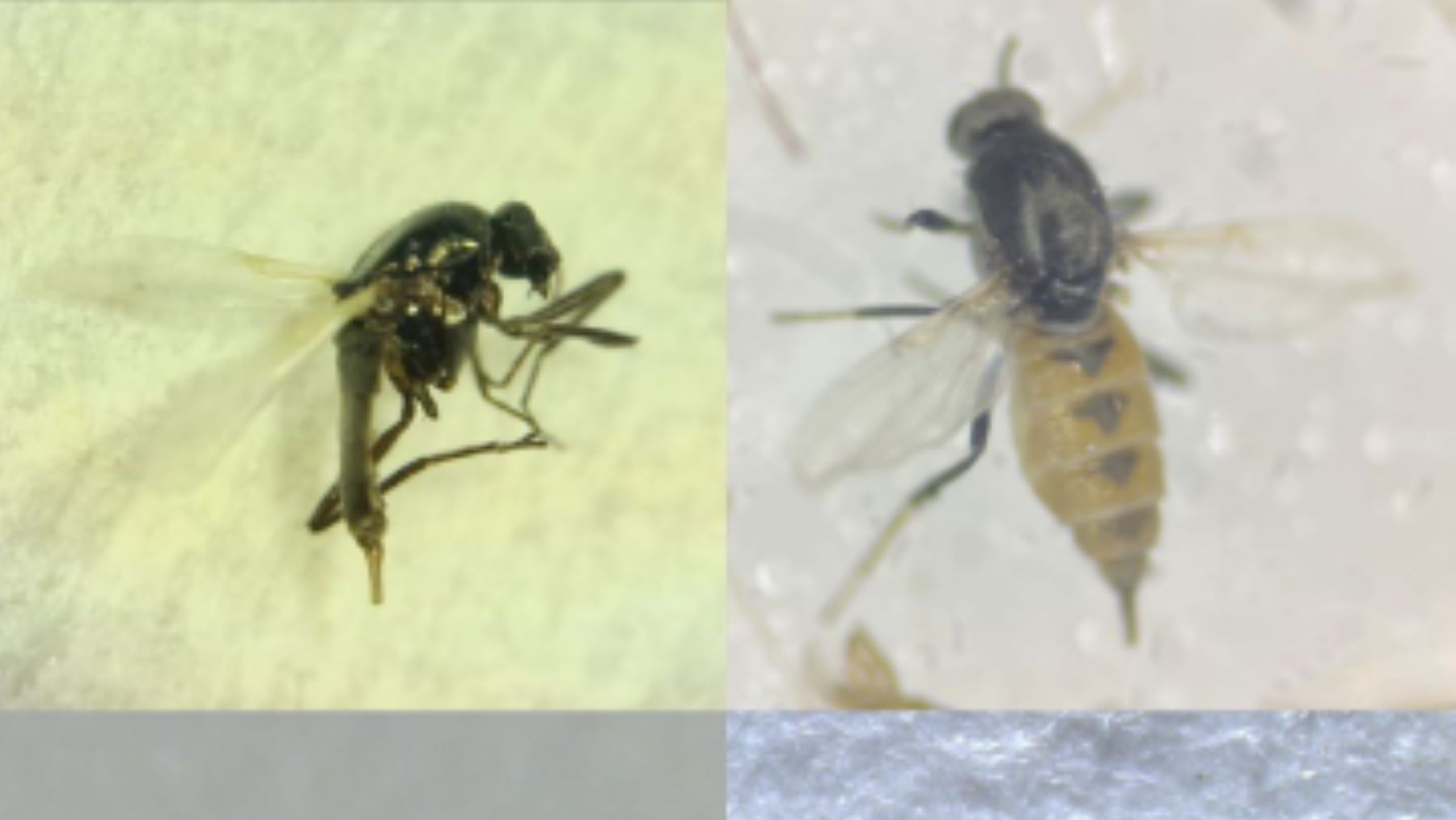 Descubren cuatro nuevas especies de moscas en Andalucía durante un estudio del CSIC