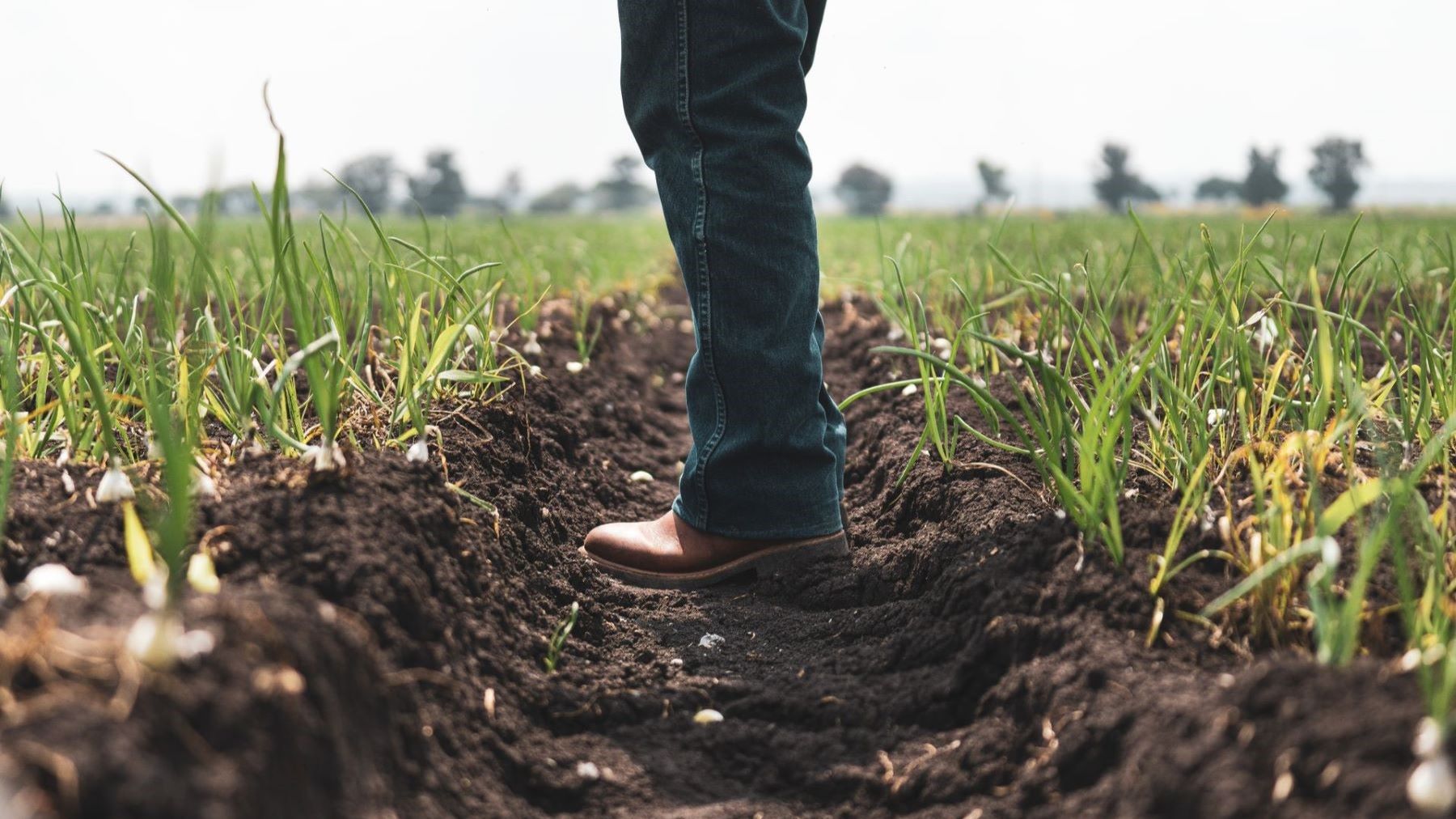 La agricultura ecológica gana peso en la futura PAC 2028-2034