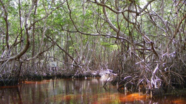 Día Internacional de la Defensa del Ecosistema Manglar 2026