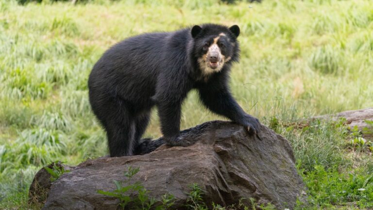 nacen dos cachorros de oso andino en Perú