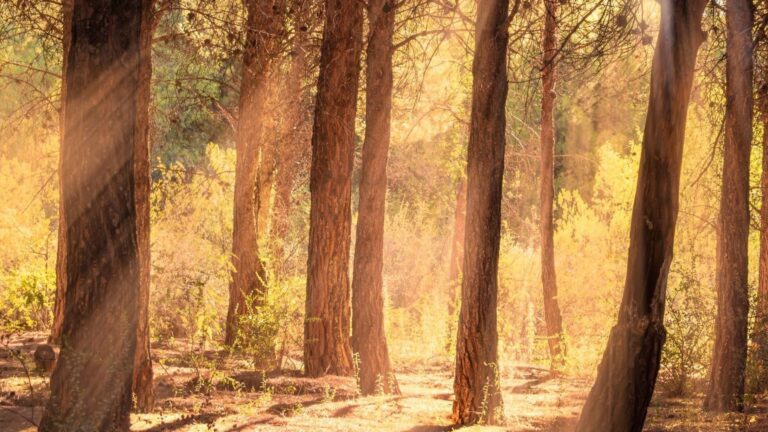El calor extremo dispara las emisiones de CO₂ de los ecosistemas.