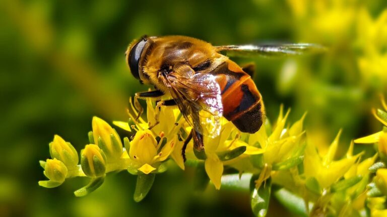 El cambio climático acelera el envejecimiento de las abejas más que la contaminación.