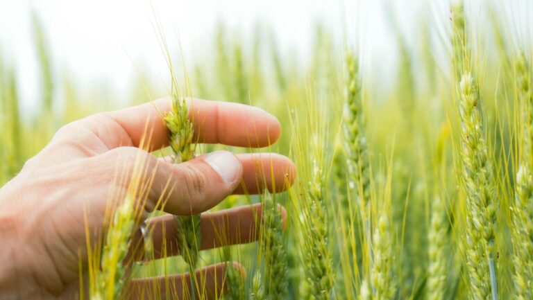 El cambio climático cambiará el mapa agrícola de España
