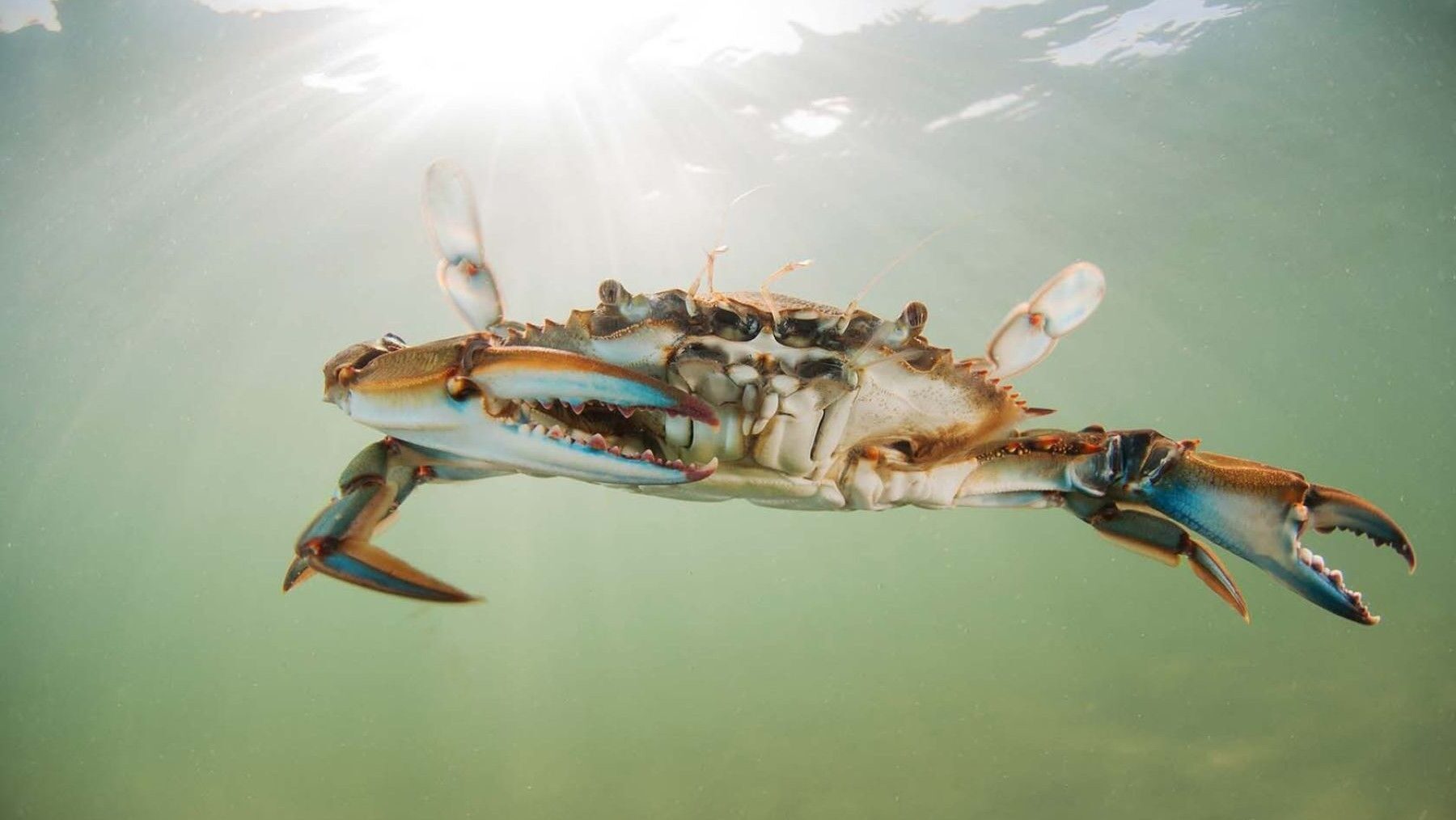 El cangrejo azul del Mar Menor revela una contaminación total por microplásticos