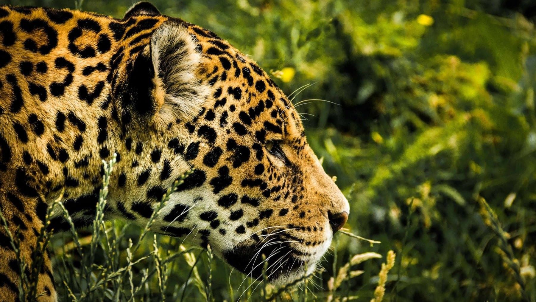 El jaguar Gaspar bate un récord de desplazamiento en el Amazonas