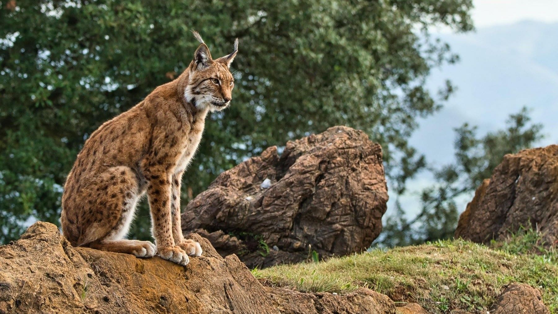 El lince ibérico vuelve a prosperar en Cabañeros gracias a la restauración ecológica
