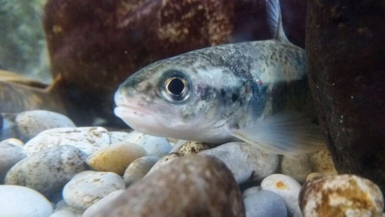Organizaciones ecologistas alertan del fuerte descenso de las poblaciones de salmón atlántico y reclaman una moratoria de la pesca.