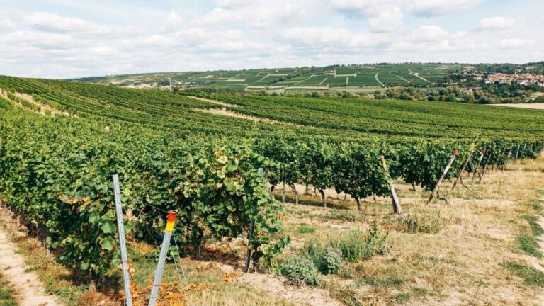 Extremadura propone arrancar 16.000 hectáreas de viñedo para salvar el mercado del vino