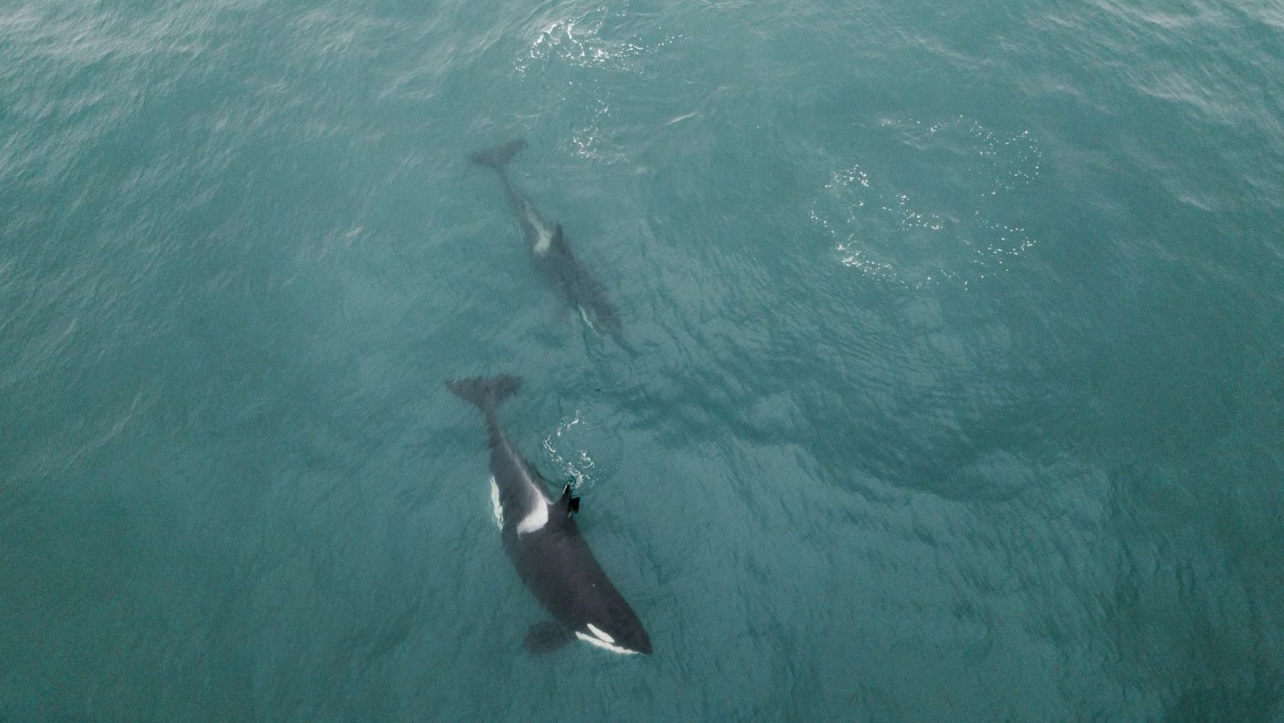 La orca Estrella sorprende al entregar un atún a un barco