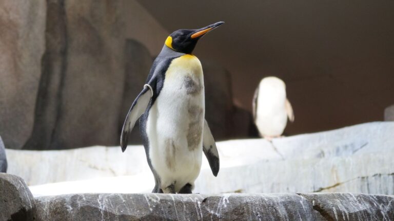 el iceberg que dejó sin alimento a los pingüinos emperador