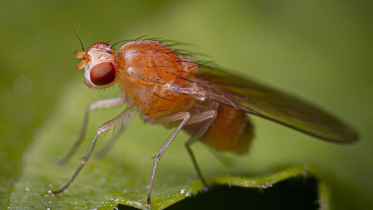 Descubren cómo evoluciona el ojo de los insectos