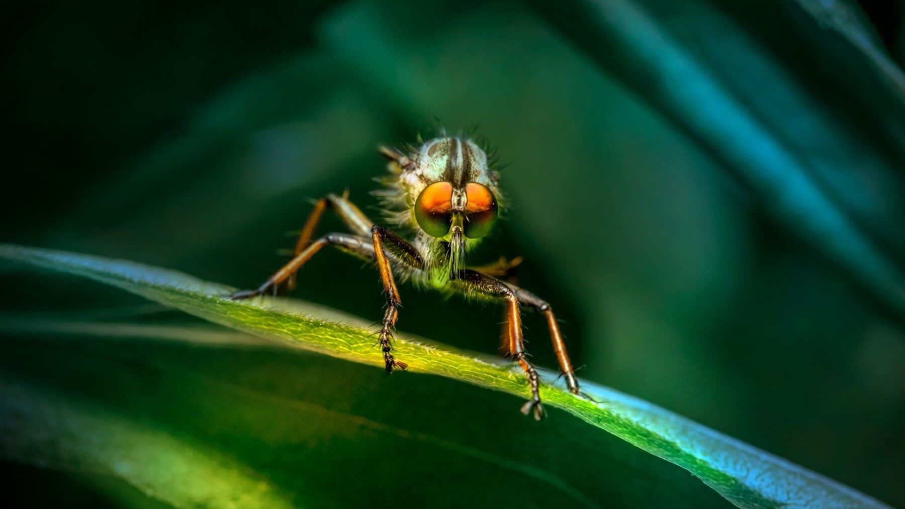 Los 10 insectos más feos del mundo