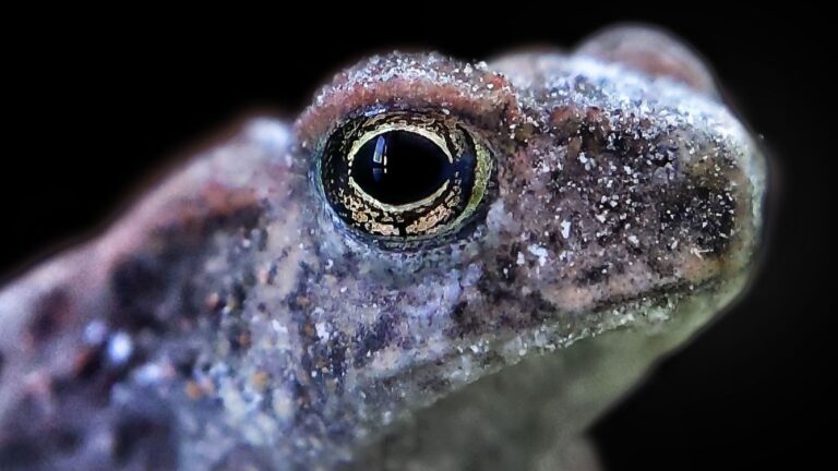 la Lista Roja de la UICN alerta de un nuevo aumento de las especies amenazadas
