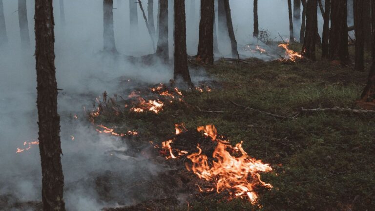 La OMM alerta de que el cambio climático aumenta el riesgo de incendios forestales durante una ola de calor.