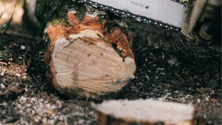 la Unión Europea activa la ley contra la deforestación