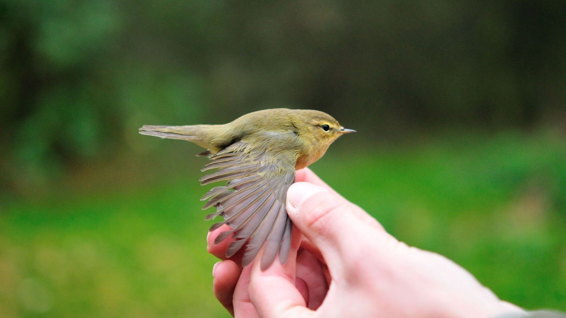 La caza ilegal de aves exige una respuesta global impulsada por SEO/BirdLife