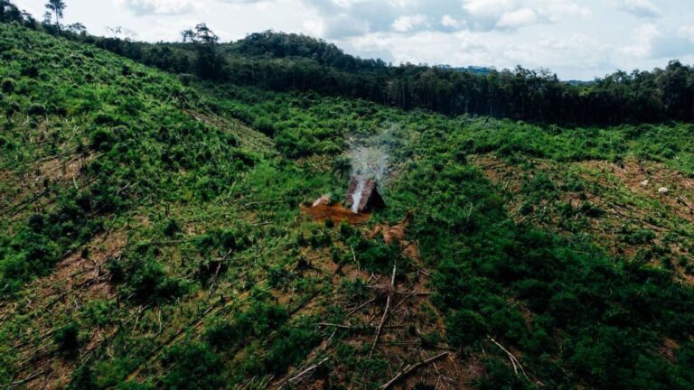 La Amazonía colombiana pierde bosque por la expansión ganadera