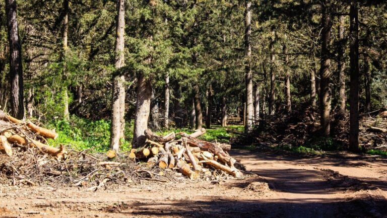 La gestión forestal activa es la mejor defensa contra los incendios forestales.