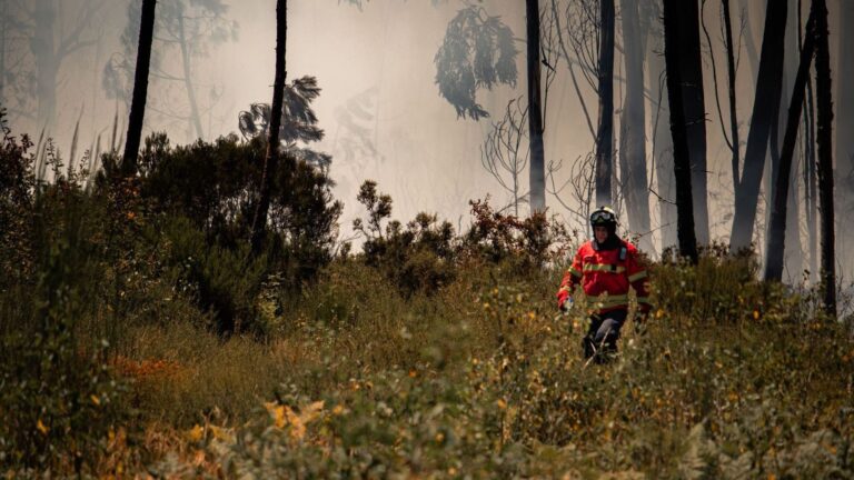 Cómo prevenir los incendios forestales extremos