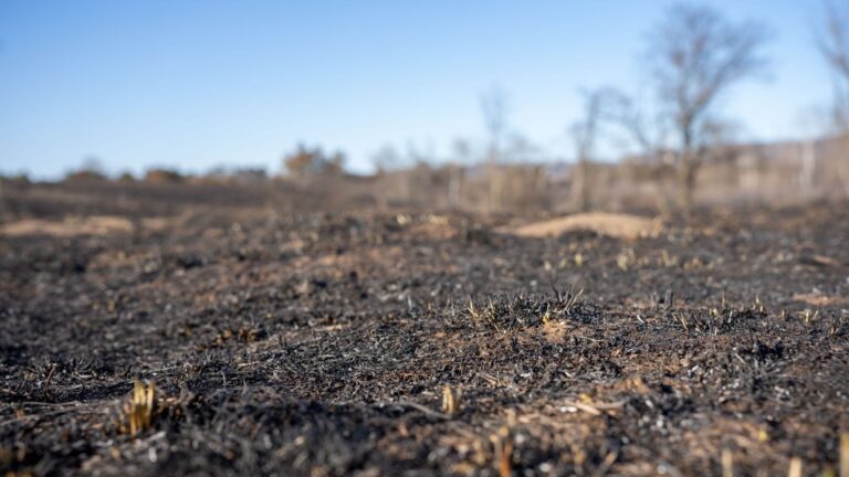 Los suelos quemados necesitan análisis antes de reforestar en una zona afectada por un incendio forestal.
