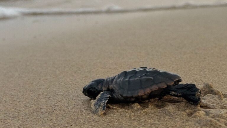 Murcia lidera los nidos de tortuga boba en España