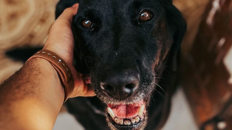 Los animales aceleran la recuperación en las terapias de salud mental