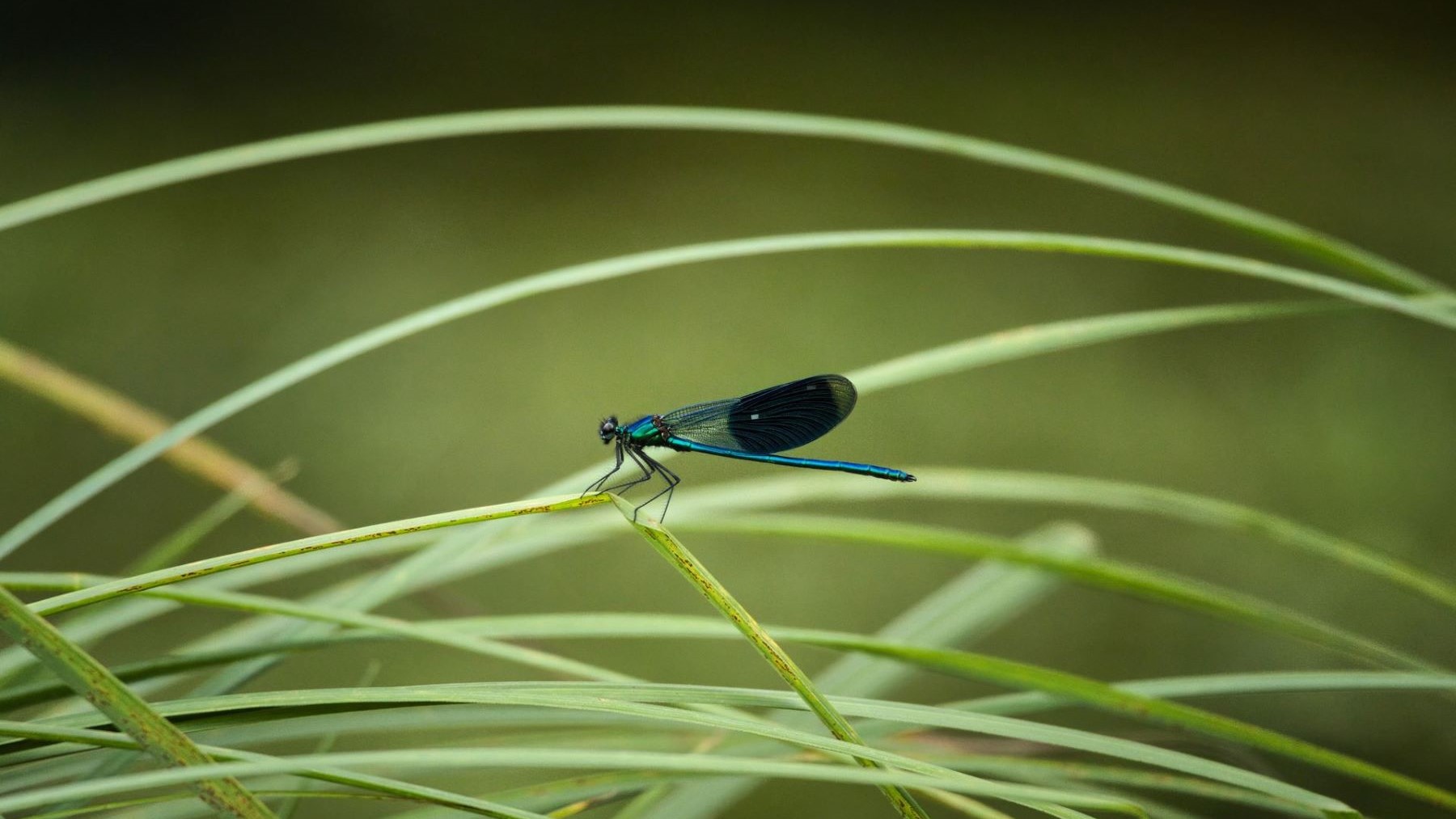 La Tierra podría albergar hasta 20 millones de especies de insectos