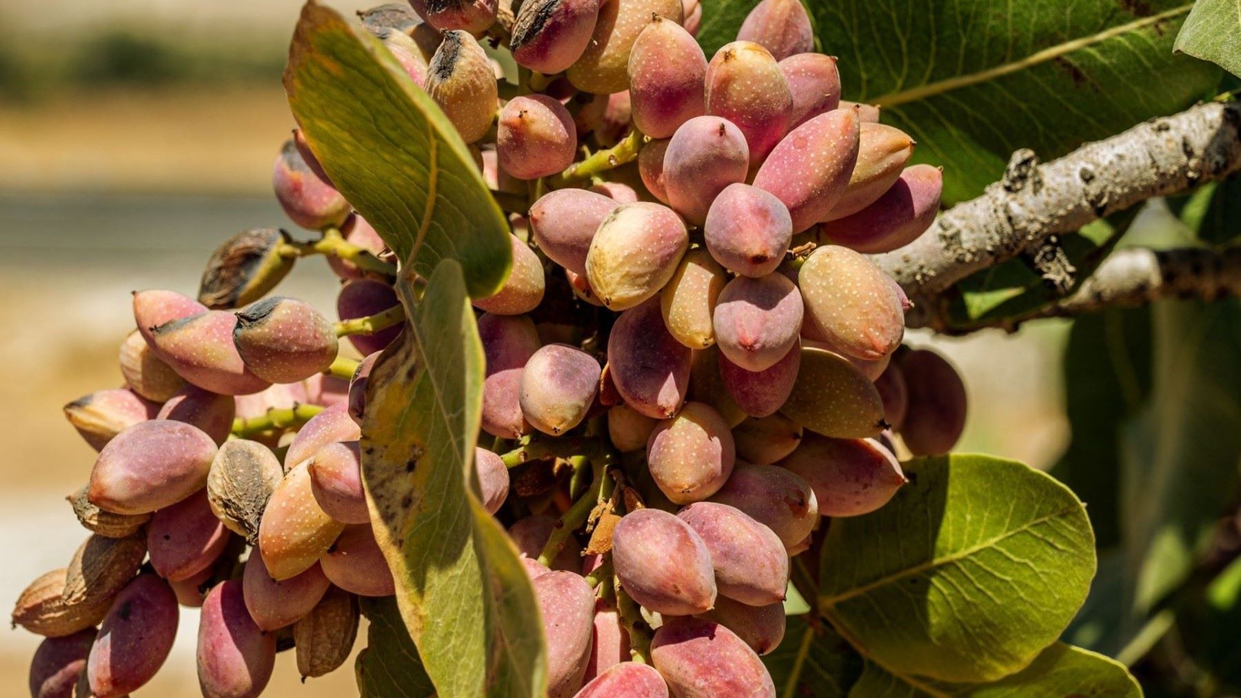 Castilla-La Mancha convierte los residuos del pistacho en pavimentos sostenibles