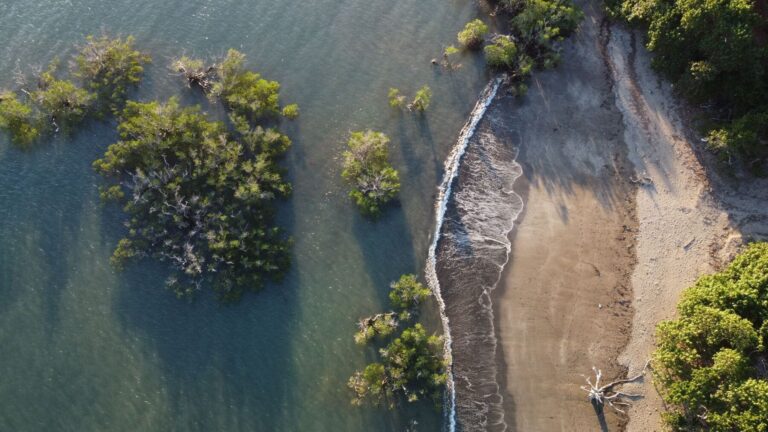 Panamá impulsa la restauración de los manglares con economía verde