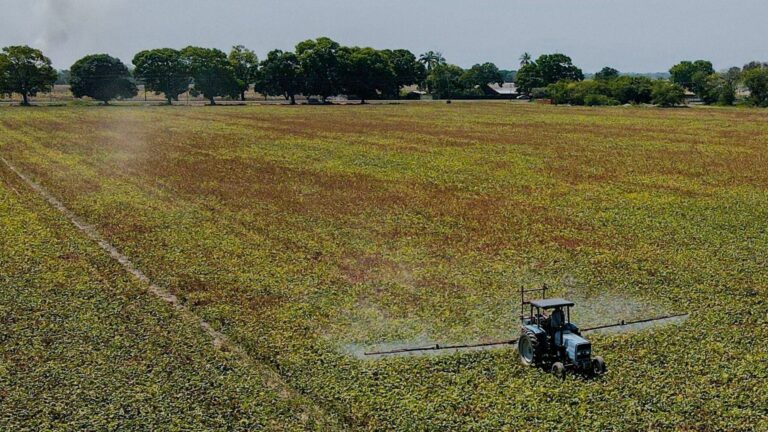 París da por buenos dos pesticidas prohibidos