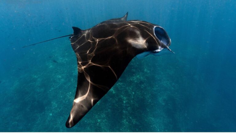 Murcia descubre dos rayas marinas inéditas en el Mediterráneo español con una manta gigante oceánica nadando cerca de la superficie.