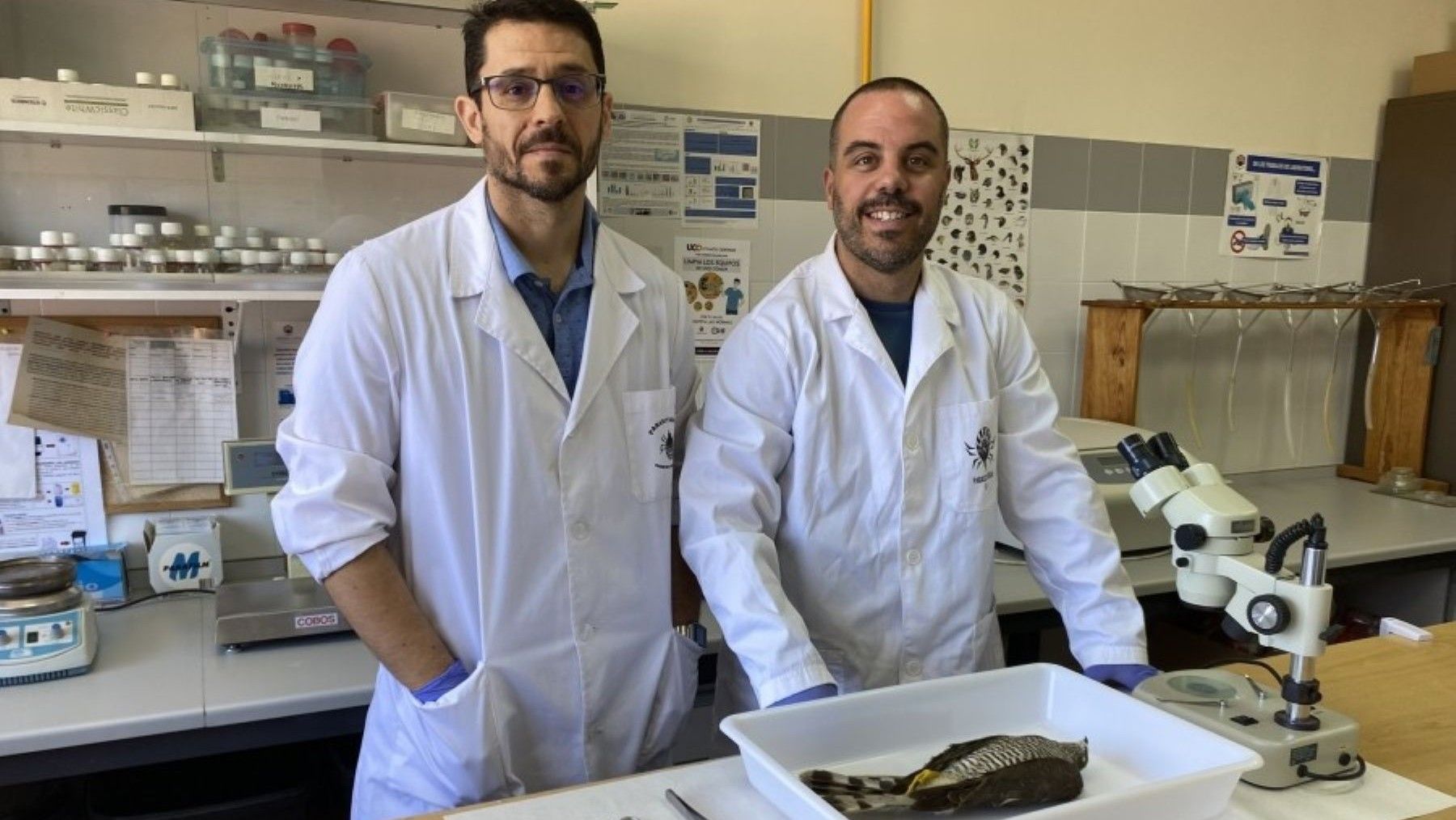 Un estudio descubre nuevos parásitos en el águila calzada
