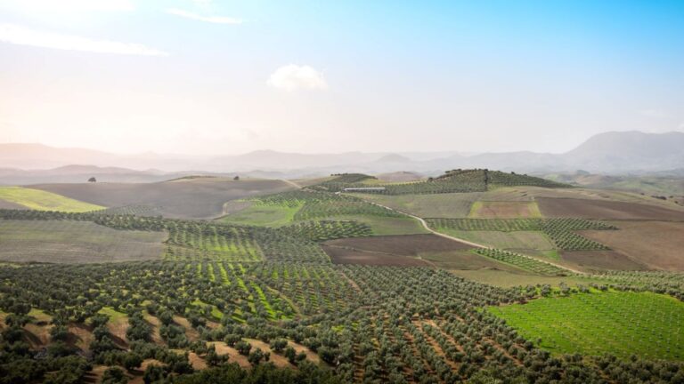El olivar mediterráneo puede capturar carbono y frenar la desertificación