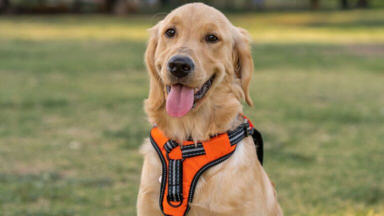 Un arnés inteligente vigila la salud de los perros en tiempo real