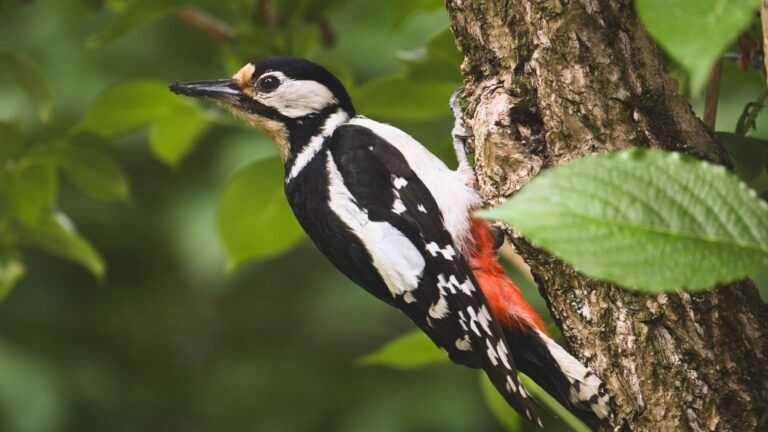 los pájaros carpinteros revelan la salud del bosque
