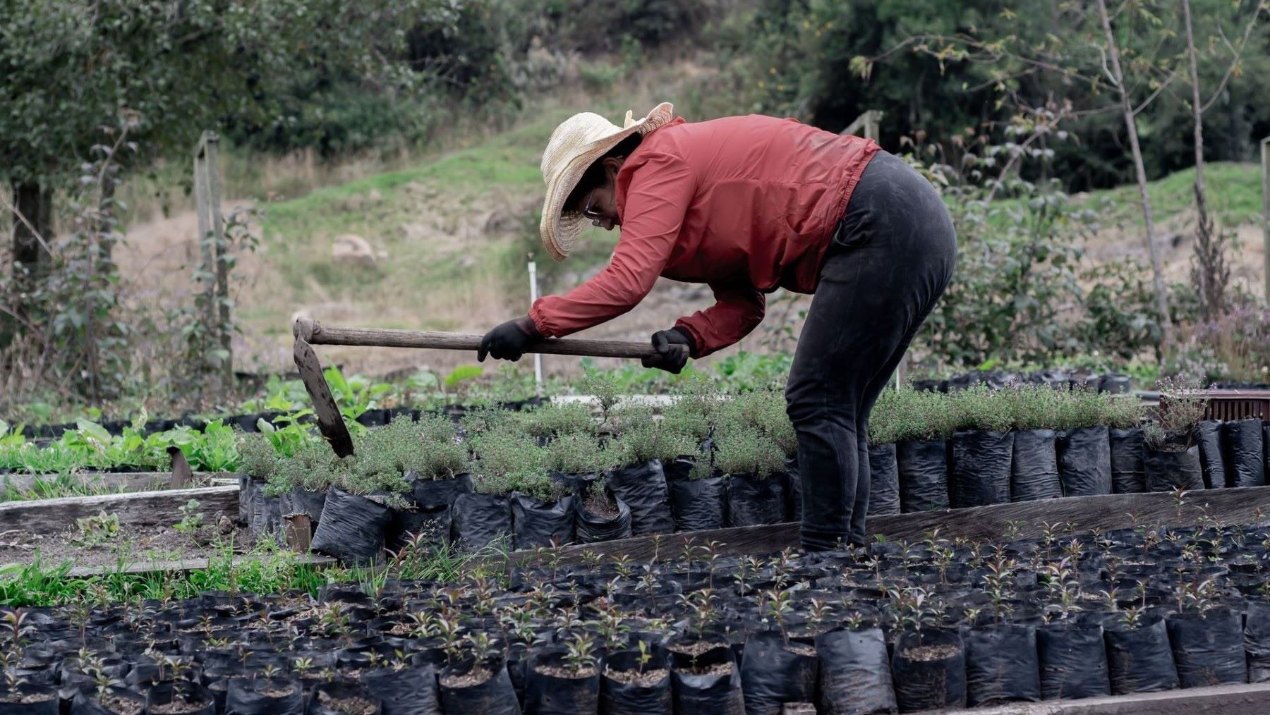 Escuelas de Agroecología en Galápagos