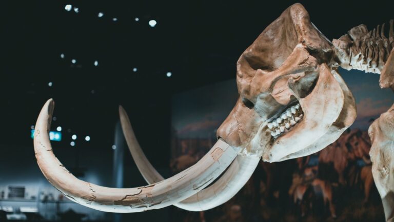 El Danubio deja al descubierto los restos de un mamut en Bulgaria