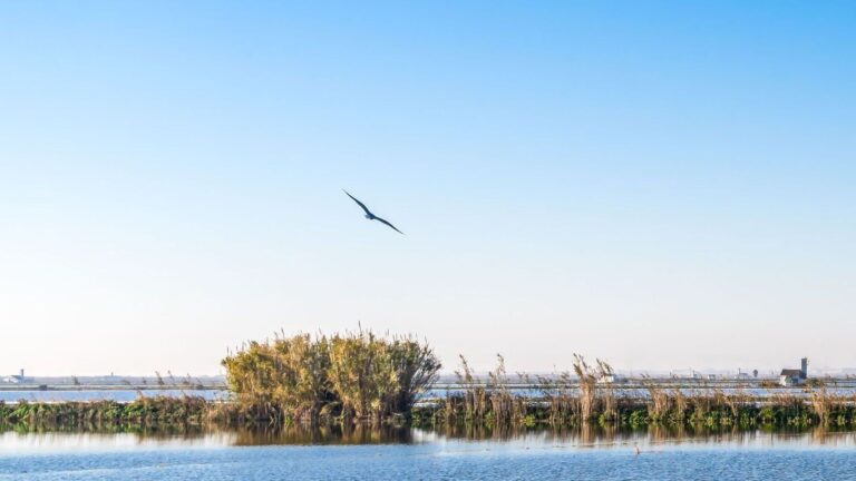 Ayudas para renaturalizar Doñana siguen bloqueadas