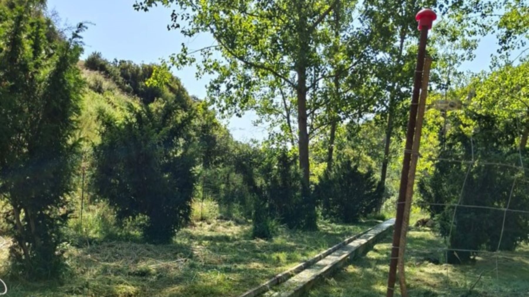 la Generalitat Valenciana recupera los bosques de tejo