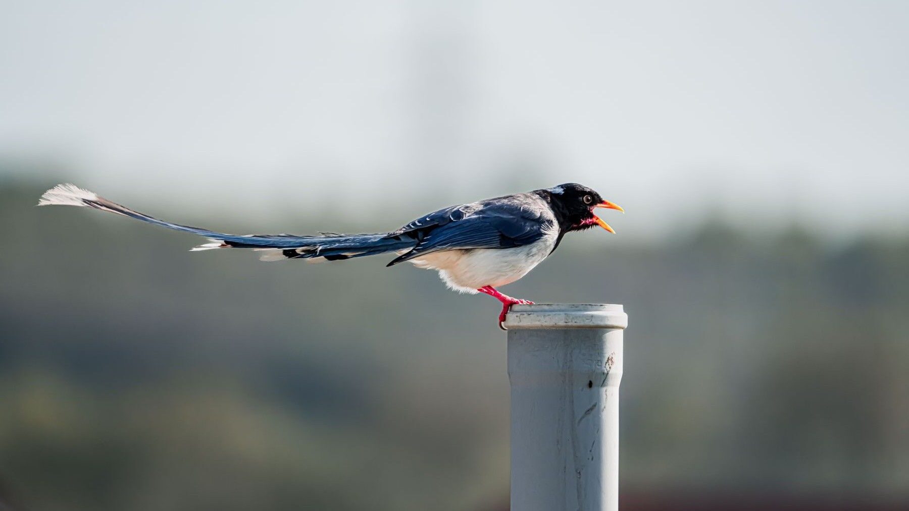 Un fósil revela el primer paso en la evolución de la cola de las aves