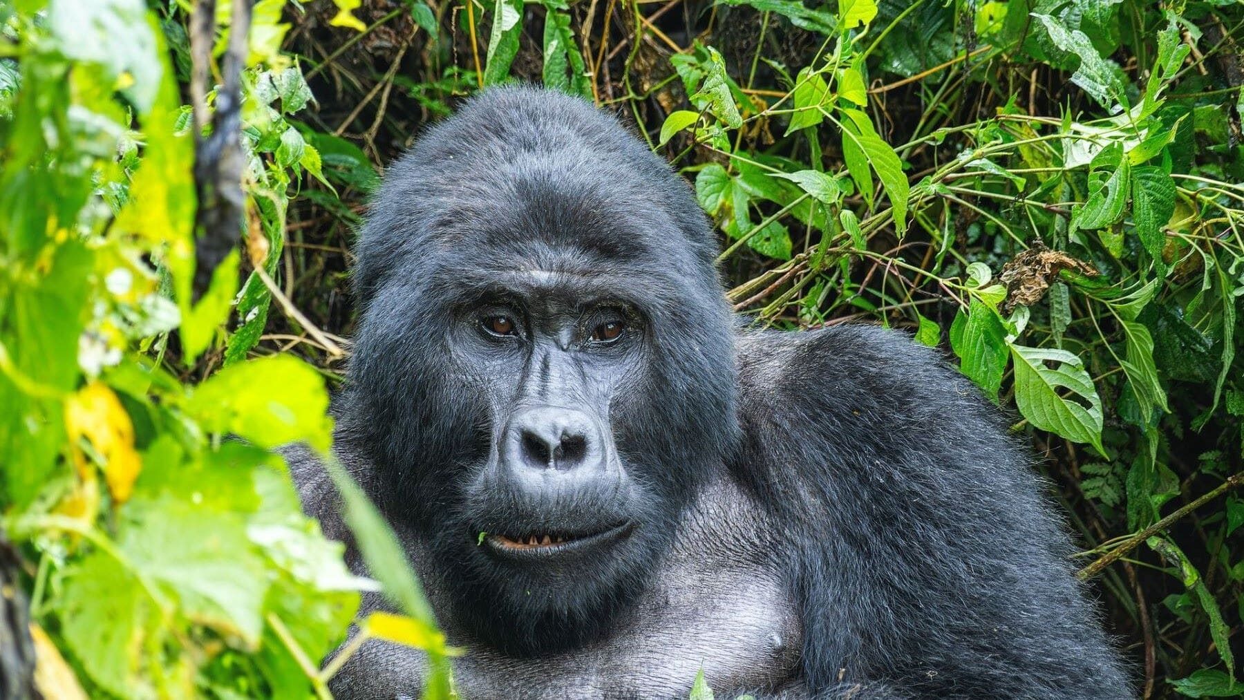 Día Mundial del Gorila 2026 con un gorila de montaña en un bosque africano