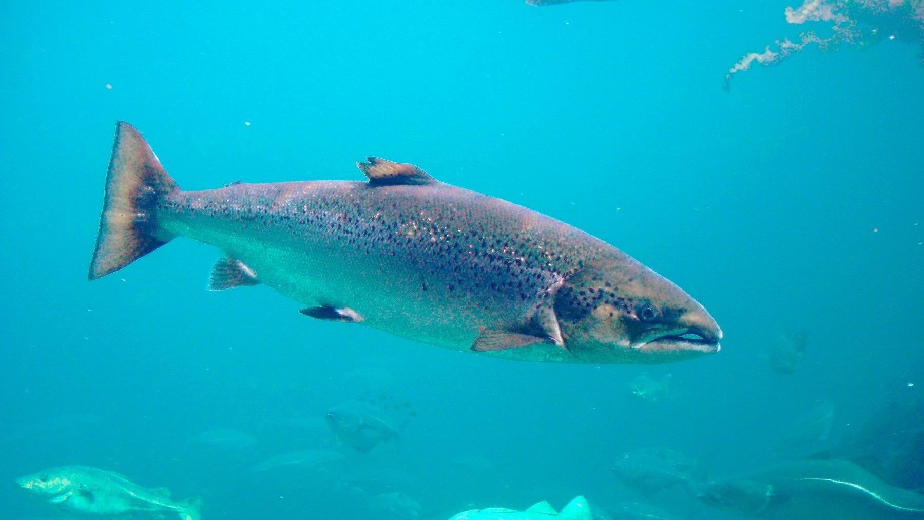 Asturias prohíbe la pesca deportiva del salmón en 2027