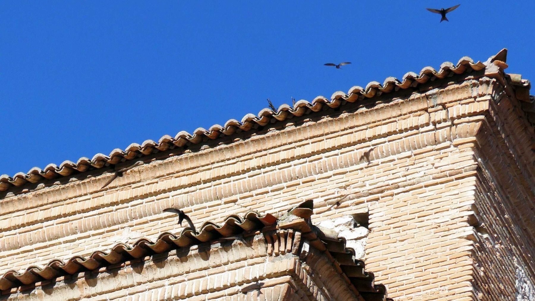 Los vencejos recuperan sus nidos gracias a la restauración de edificios históricos