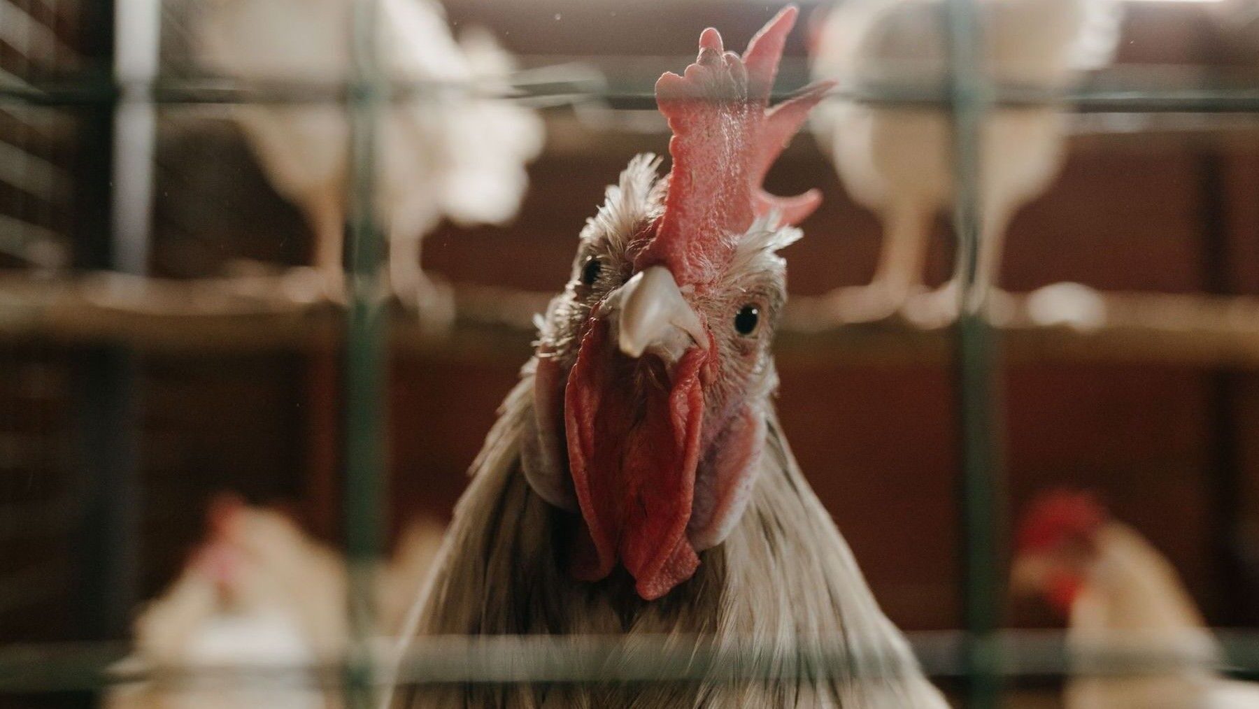La mayor macrogranja de gallinas de España proyecta más de dos millones de aves