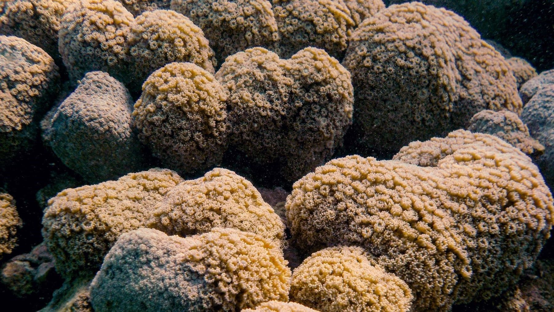 España debe ampliar la protección estricta del mar para restaurar la biodiversidad