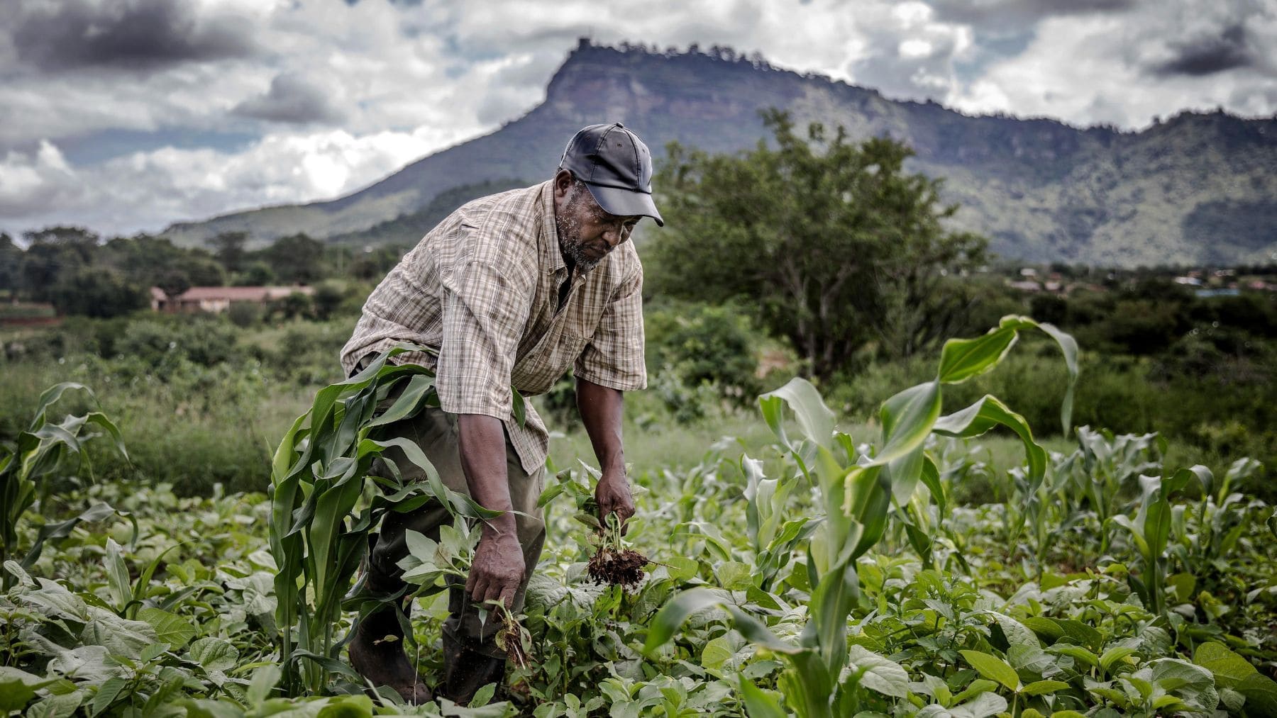 Agricultor trabajando un cultivo con prácticas de agricultura regenerativa para mejorar la salud del suelo y reducir el uso de fertilizantes.